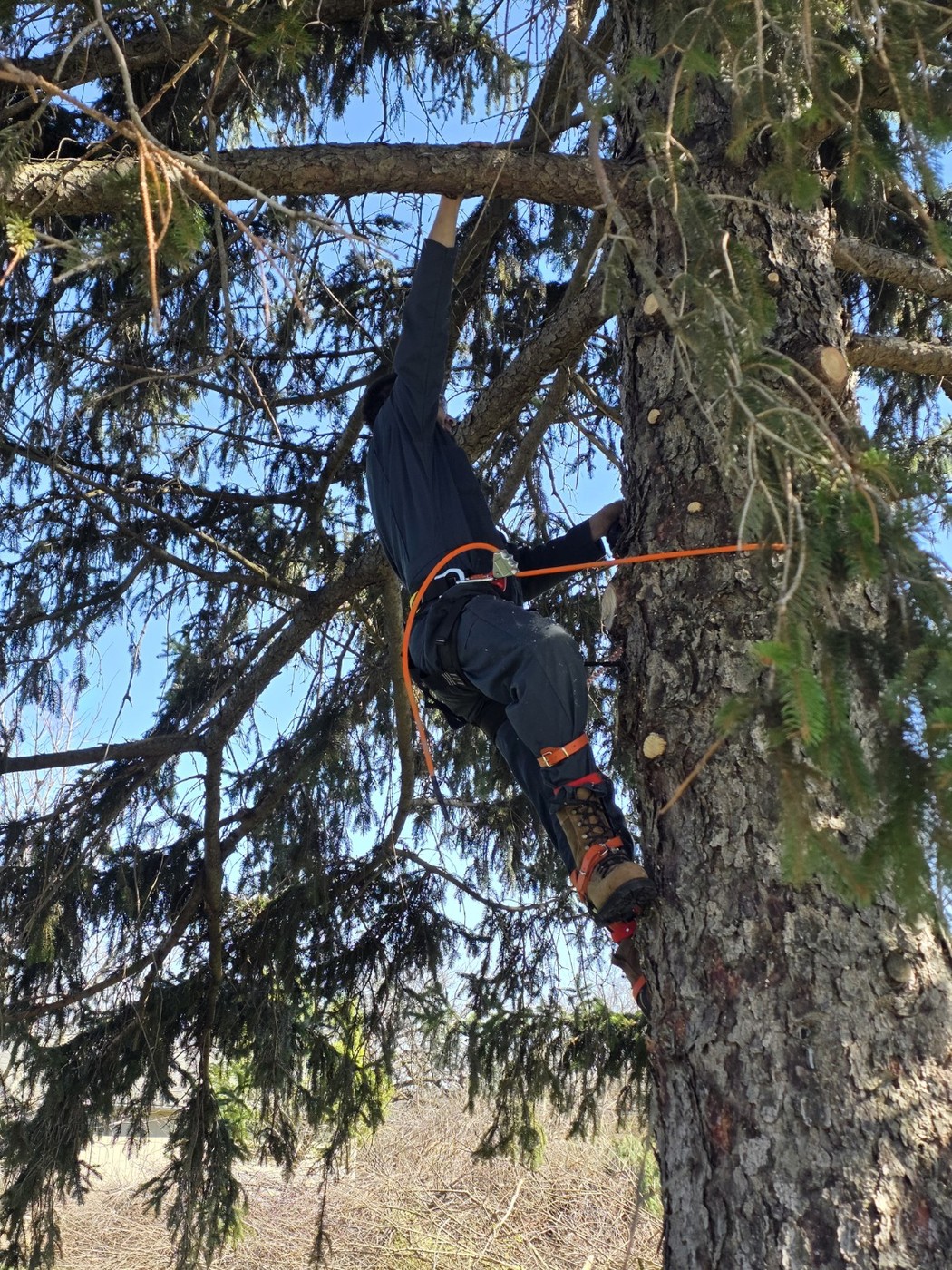 Tree climbing work
