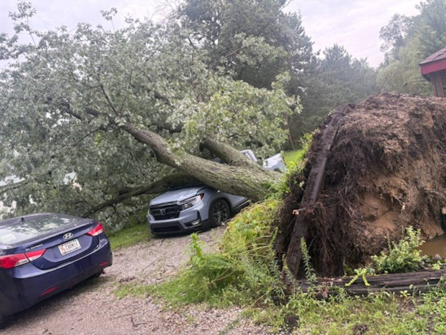 Storm-damaged tree